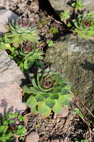 花园里的多肉植物