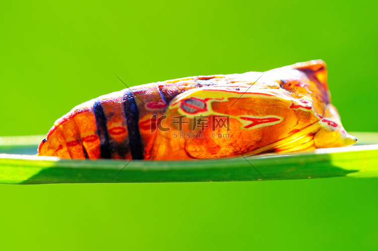 蛹高清摄影大图千库网