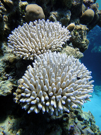 漂亮的珊瑚图片_漂亮的珊瑚素材-漂亮的珊瑚图片大全-千库网