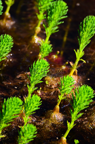 水生景观植物图片_水生景观植物素材-水生景观植物图片大全-千库网