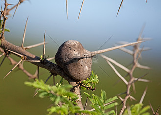 肯尼亚肿刺金合欢
