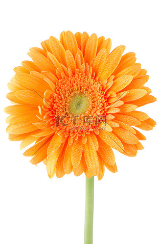 橙色雏菊图片素材_橙色非洲菊雏菊花