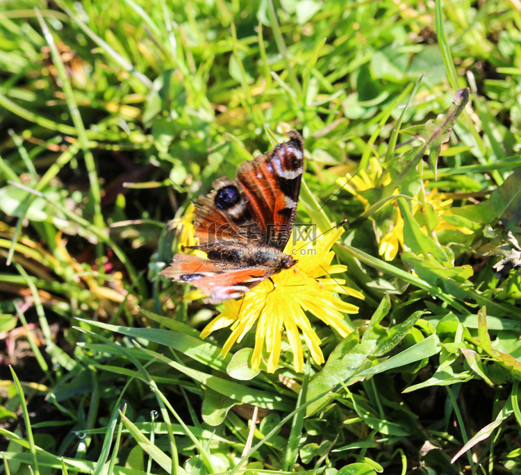 蒲公英花上的欧洲孔雀蝴蝶 (aglais io)高清摄影大图-千库网