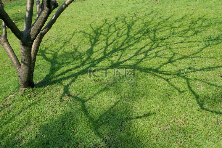 树和草高清摄影大图千库网