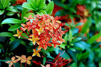 橙花图片_橙花素材-橙花图片大全-千库网