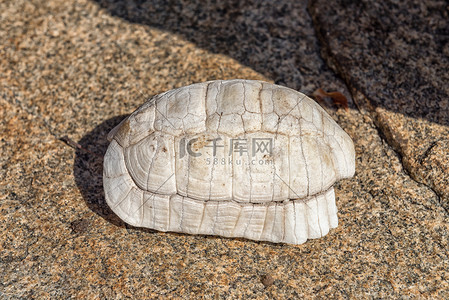 被烈日晒得发白的龟壳高清摄影大图-千库网