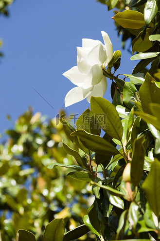 白玉兰花