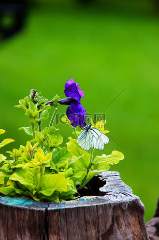 蓝紫色蝴蝶图片_蓝紫色蝴蝶素材-蓝紫色蝴蝶图片大全-千库网
