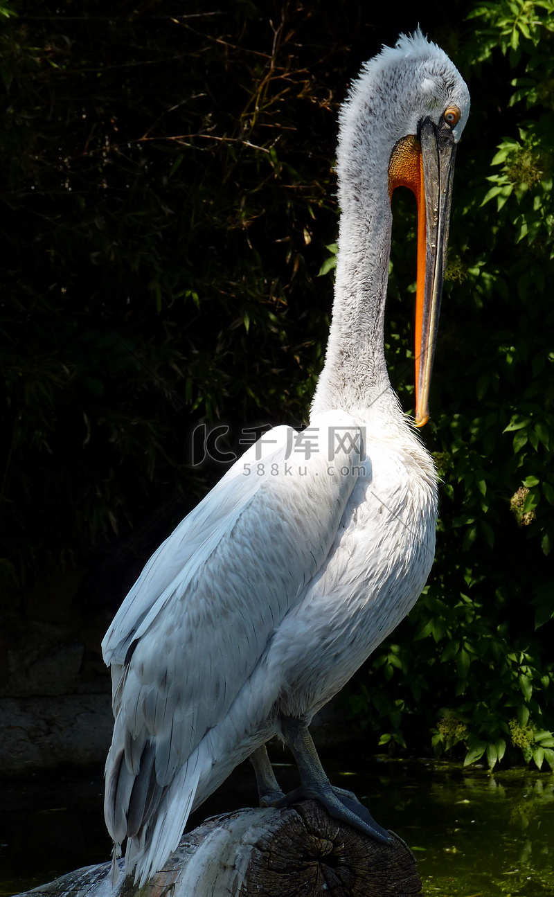鹈鹕主场迎战马刺免费直播平台推荐全程无广告流畅播放战术解析与球迷互动同步呈现