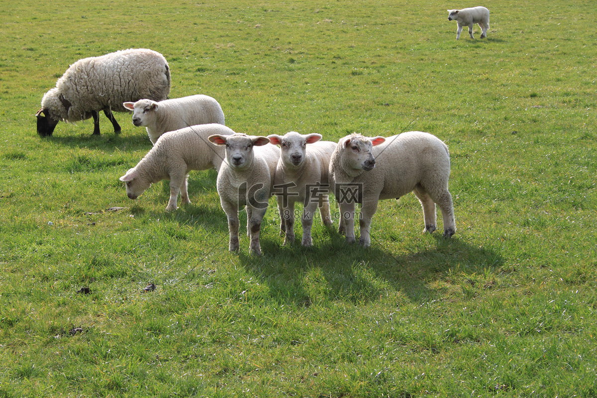 Free Images : herd, pasture, grazing, sheep, mammal, wool, fauna, lamb ...