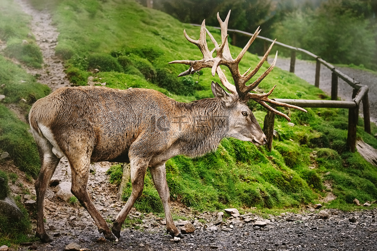 雄鹿与太阳巅峰交锋字母哥与杜兰特的巨星较量
