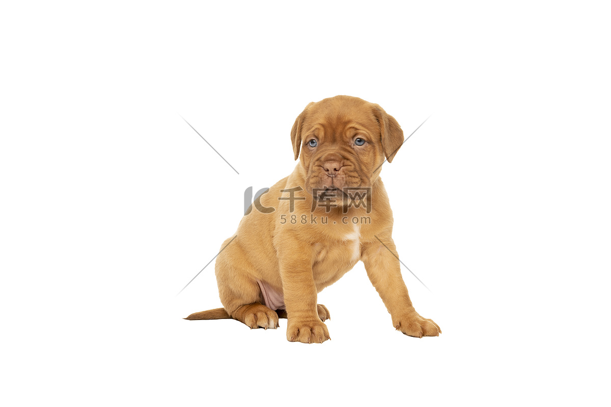 可爱的小狗法国品种dogue de Bordeaux 孤立在白色背景上高清摄影大图-千库网