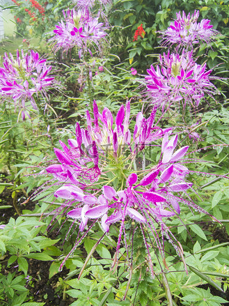cleome hassleriana 或蜘蛛花