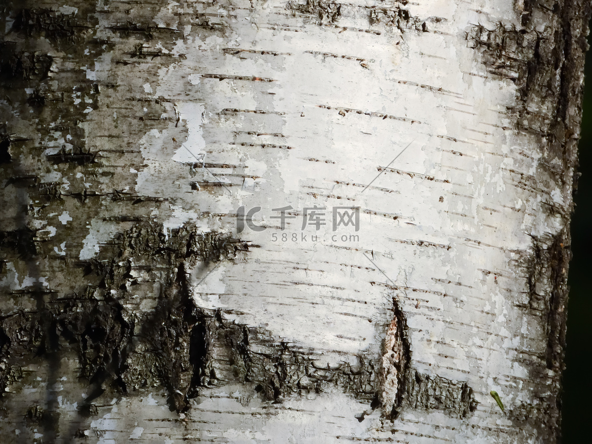 十日谈丨阿尔山白桦树的华丽蜕变_树皮画