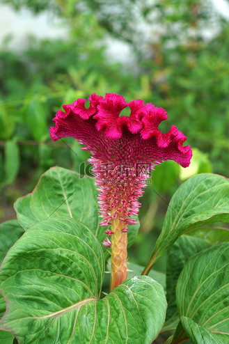 羽状叶图片素材_羽状鸡冠花