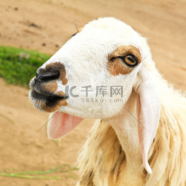 羊高清摄影大图-千库网