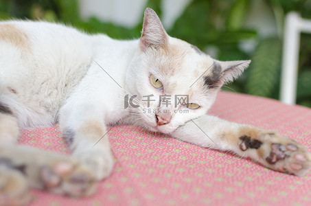 萌猫摄影照片粉红色桌子和绿色自然b上的小白猫肖像