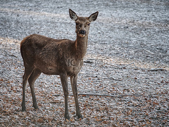 雄伟强大的成年小鹿雄鹿在秋天的森林里.