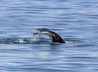 座头鲸的尾巴