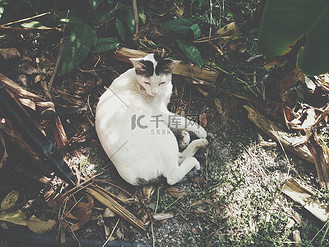 花园里的小猫图片素材_躺在花园里休息的白猫
