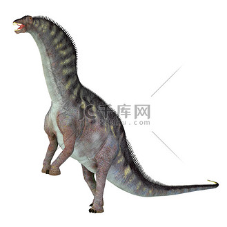 Amargasaurus cazaui 恐龙
