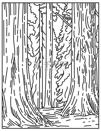 山脉红杉国家公园的巨型红杉或红杉树林美国单线或单线黑白线艺术