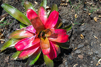 美丽的形状 neoregelia carolinae 用于花园装饰.