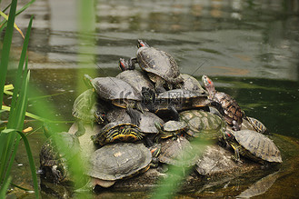 一群乌龟图片_一群乌龟素材-一群乌龟图片大全-千库网