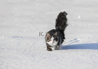 走在深雪中的黑白猫。