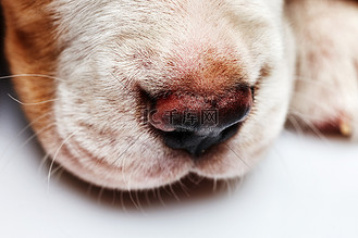 湿毛巾捂住口鼻图片素材_可爱的小猎犬小狗的鼻子