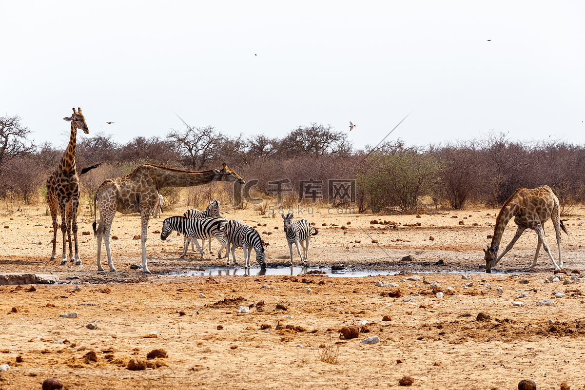 长颈鹿喝水高清摄影大图-千库网