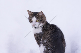 走在深雪中的黑白猫。