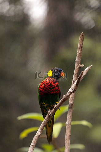 彩虹澳洲鹦鹉叫 trichoglossus moluccanus