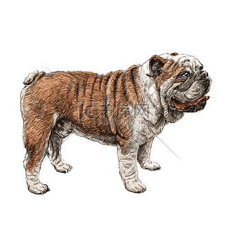 斗牛犬手绘