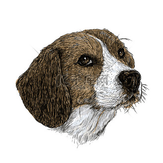 比格犬手绘