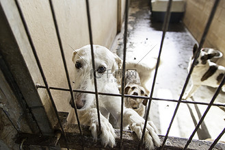 笼子里图片_动物被关在笼子里素材-动物被关在笼子里图片大全-千库网