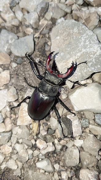 灰色背景上的雄鹿甲虫 - lucanus cervus(林奈,1758 年)