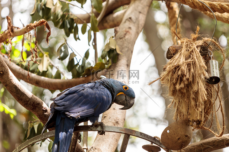 风信子金刚鹦鹉 Anodorhynchus hyacinthinus高清摄影大图-千库网