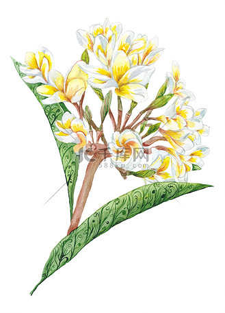 鸡蛋花水彩植物