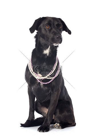杂交拉布拉多犬