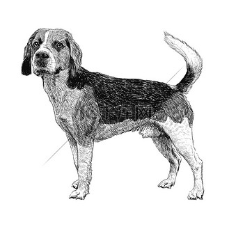 比格犬手绘