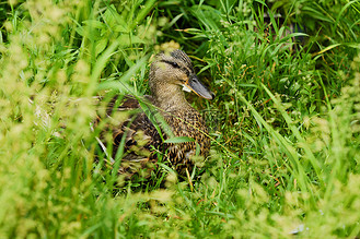 草鸭子图片_草鸭子素材-草鸭子图片大全-千库网