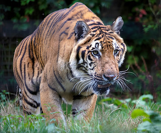 altaica图片素材_西伯利亚虎 (panthera tigris altaica)