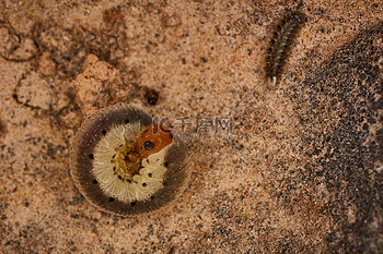 bug图片-bug素材-bug模板图片下载-千库网