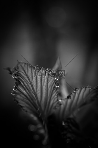 黑色和白色的叶子