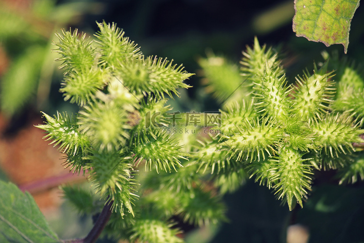 Noogoora burr、Xanthium occidentale 的果实高清摄影大图千库网