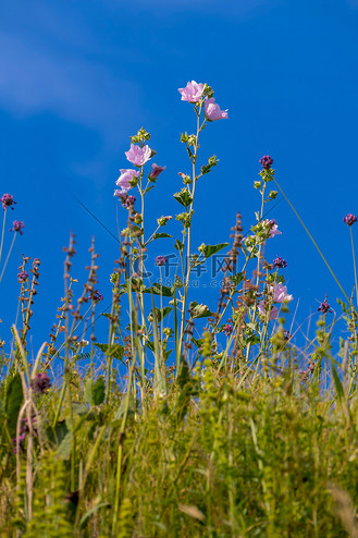 在明亮的蓝天上,高茎上有粉红色花瓣的野花