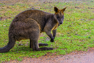 沼泽小袋鼠的特写,澳大利亚袋鼠的肖像