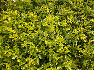 绿化带景观图片_绿化带景观素材-绿化带景观图片大全-千库网