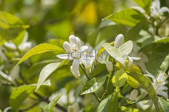 橙花图片_橙花素材-橙花图片大全-千库网